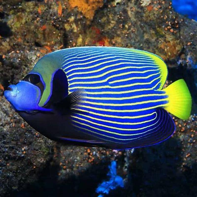 Are emperor angelfish aggressive? - DIY Seattle