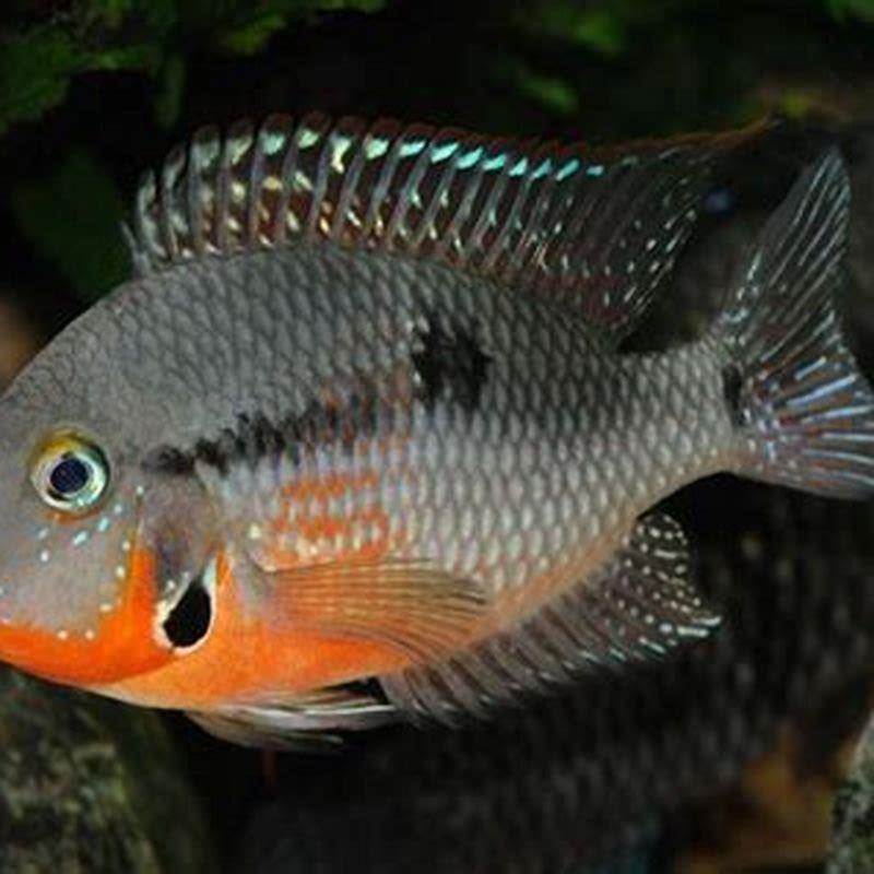 Are firemouth cichlids mean?