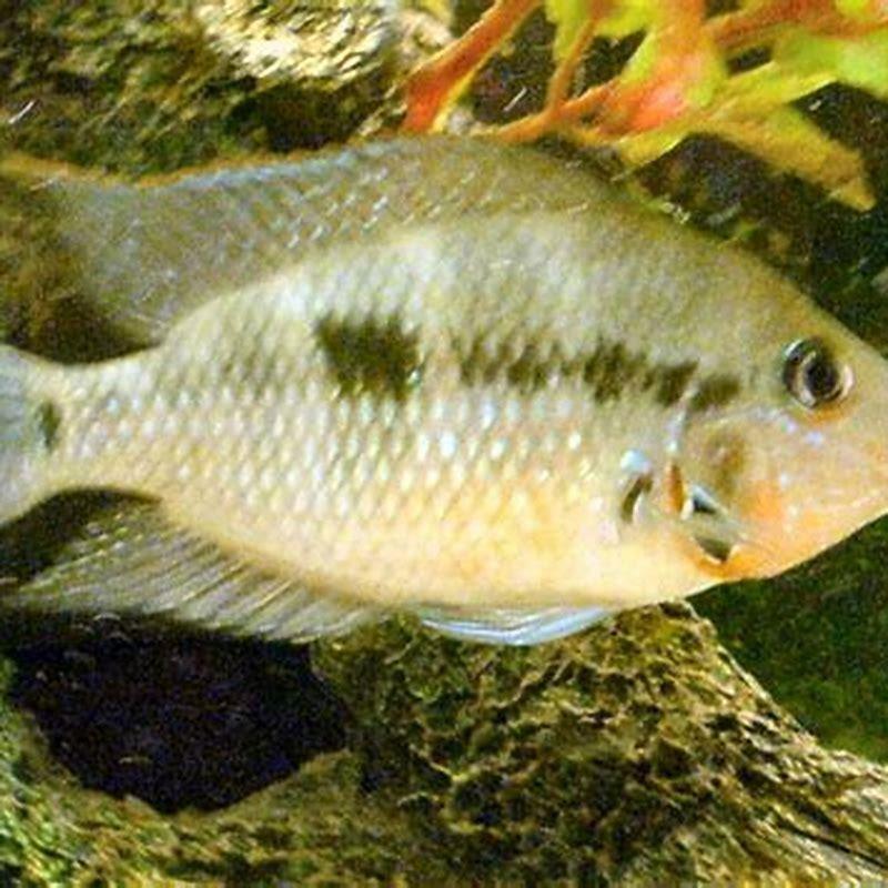 Are firemouths aggressive?