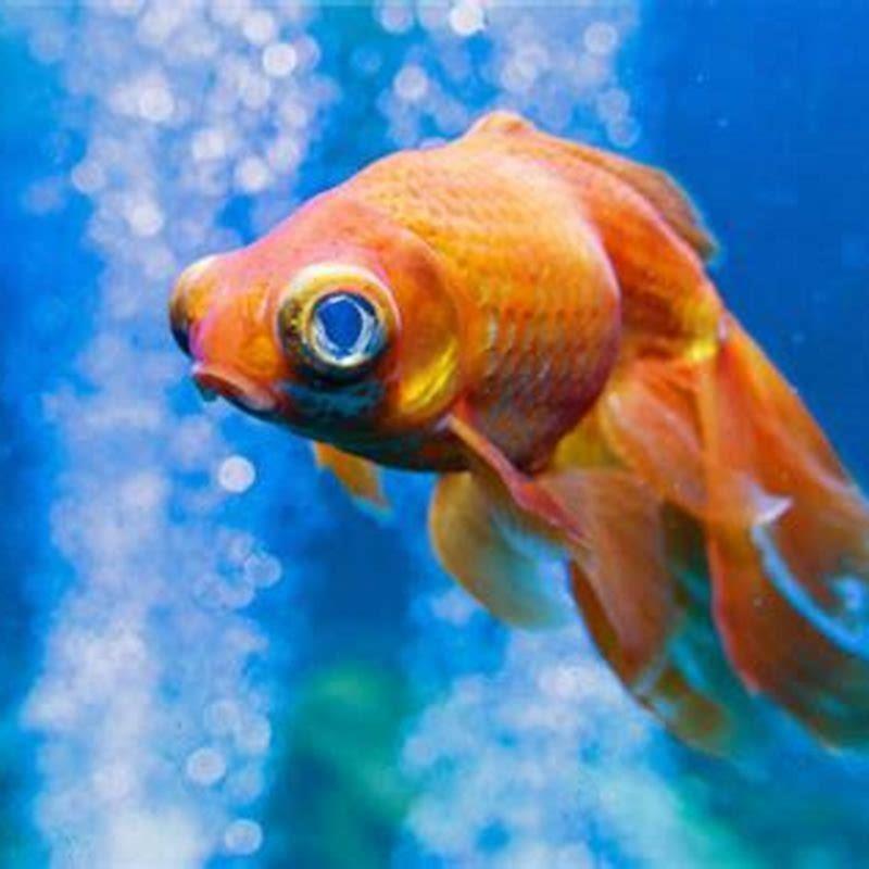 Are fish sad in an aquarium?