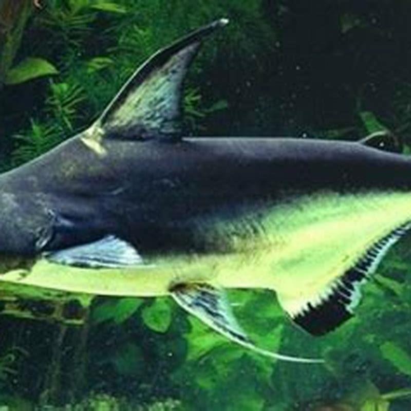 are-freshwater-sharks-real-sharks-diy-seattle