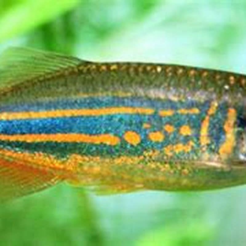 Are giant danios aggressive?