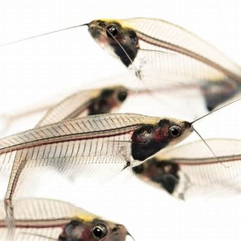 Are glass catfish actually catfish?