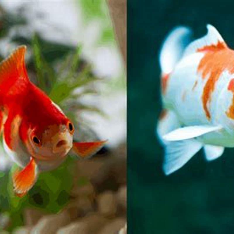 Are goldfish the same as carp? - DIY Seattle