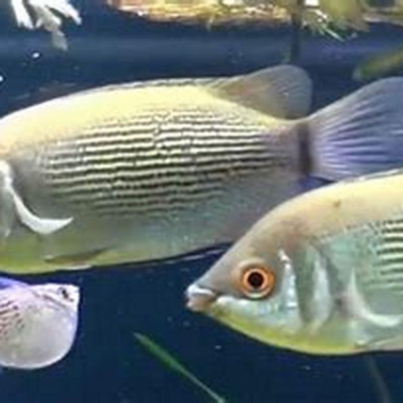 Are gourami dirty fish?
