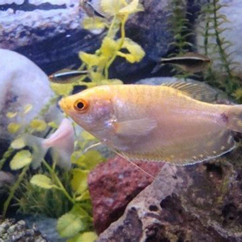 Are gouramis friendly?