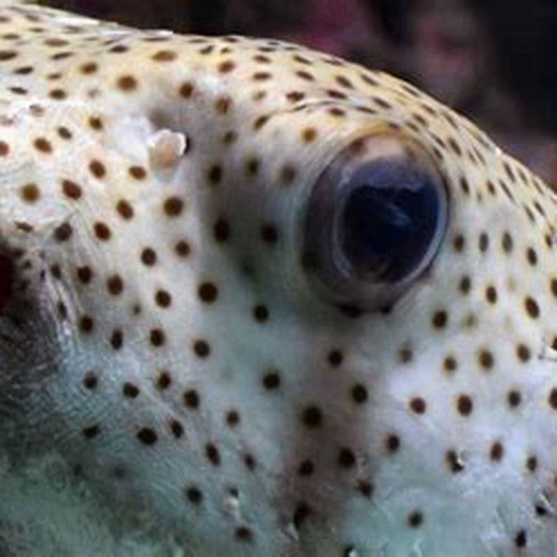 are-green-spotted-puffer-fish-poisonous-to-humans-diy-seattle