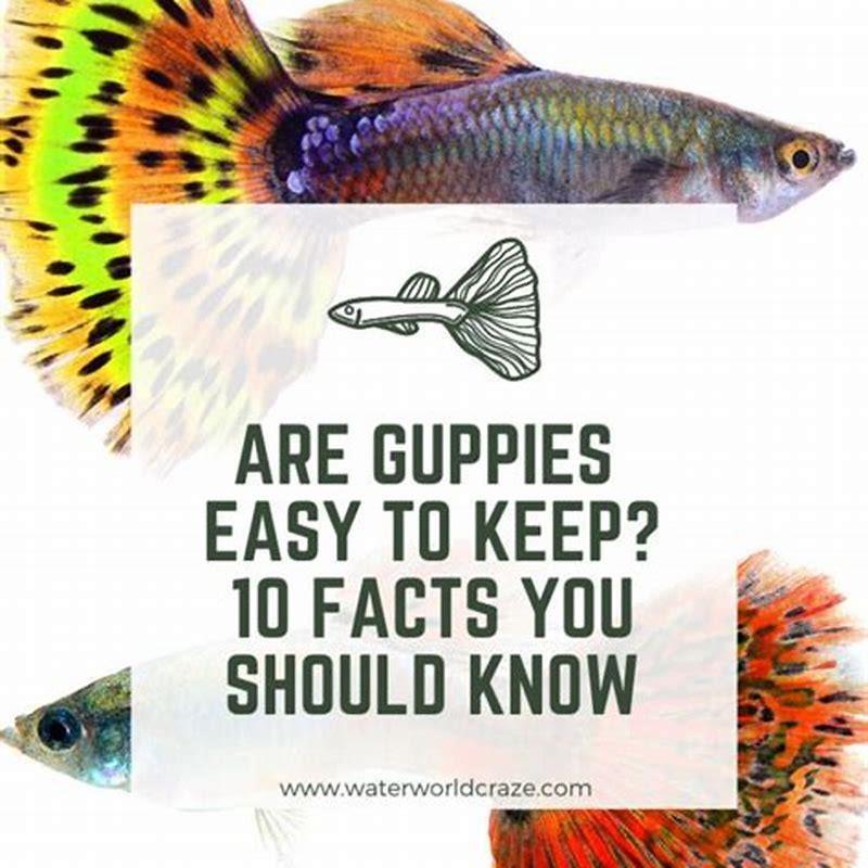 are-guppies-easy-to-keep-diy-seattle