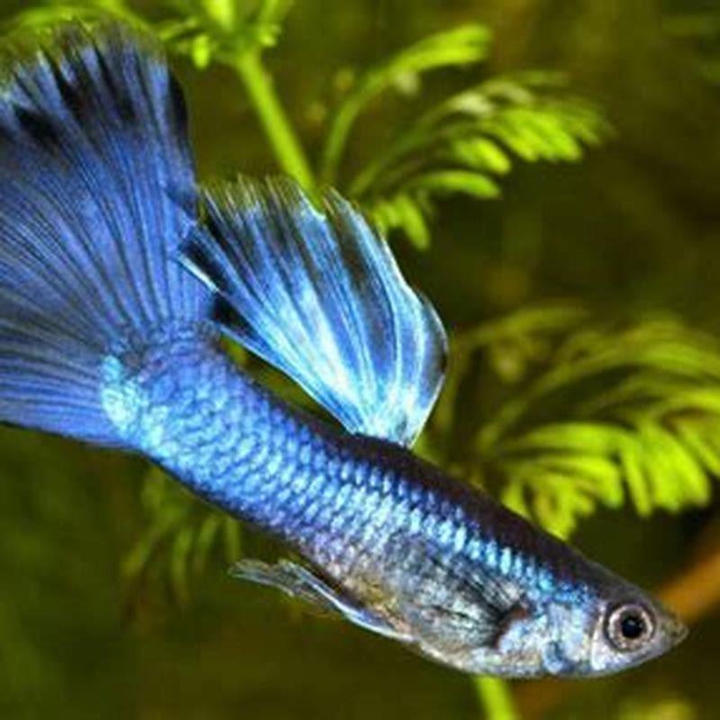 are-guppy-fish-good-for-beginners-diy-seattle