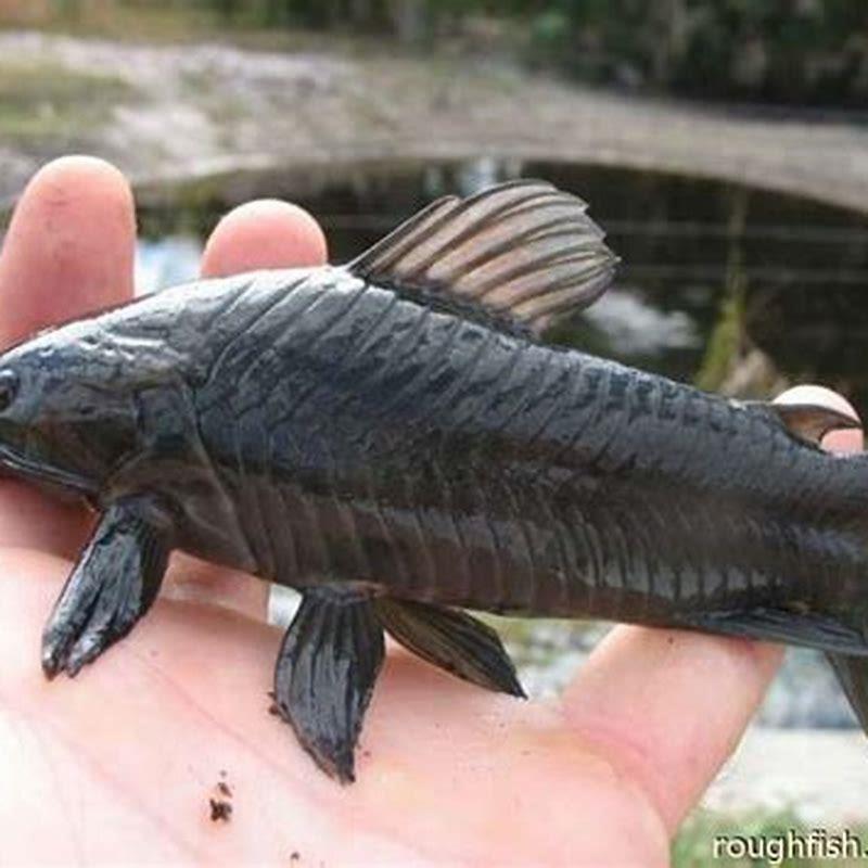 Are hoplo catfish Hardy?