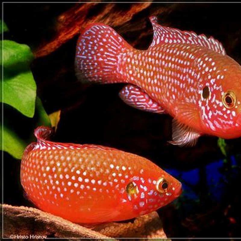 Are jewel cichlids peaceful?