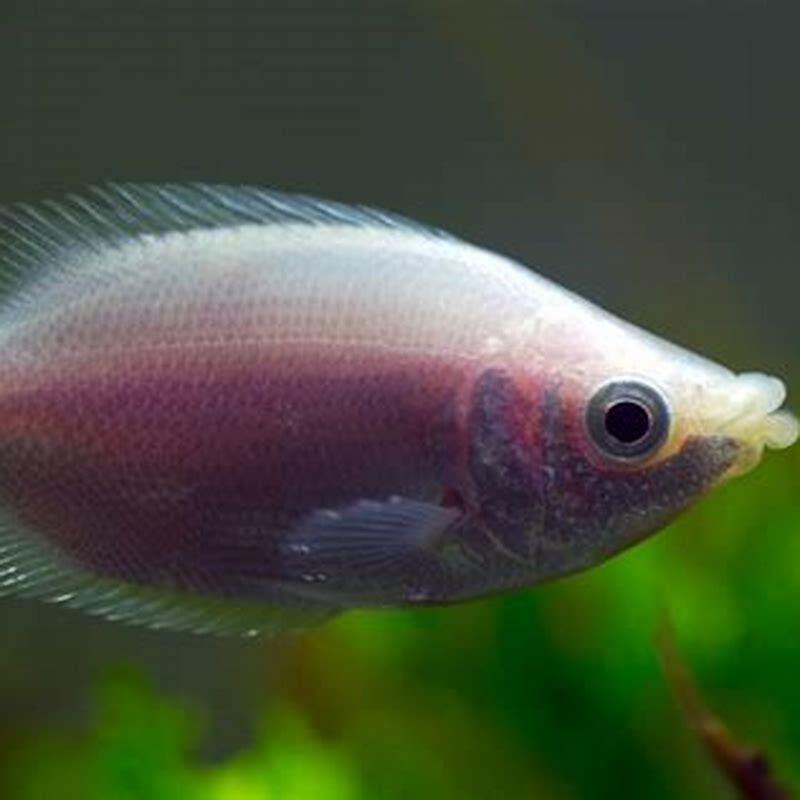 Are kissing gourami aggressive?