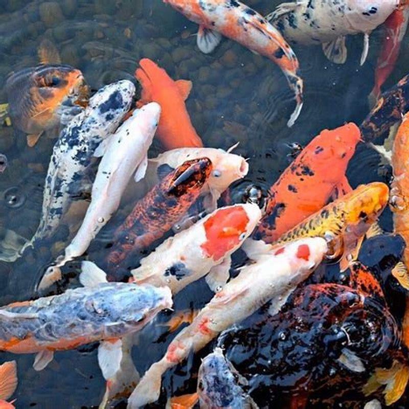 are-koi-easy-to-breed-diy-seattle