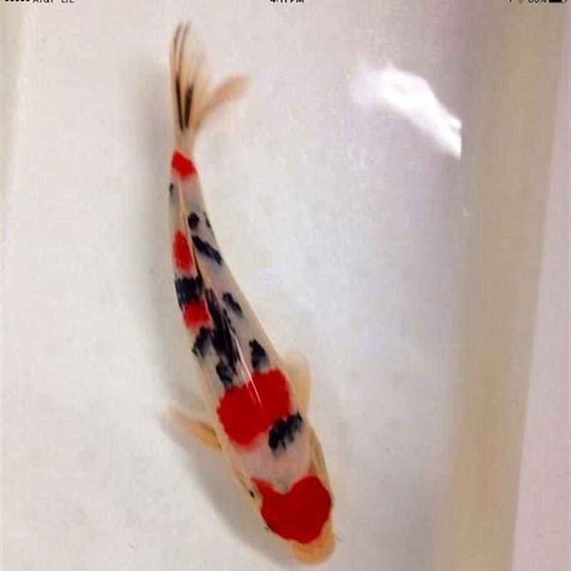 Are koi fish expensive to keep?