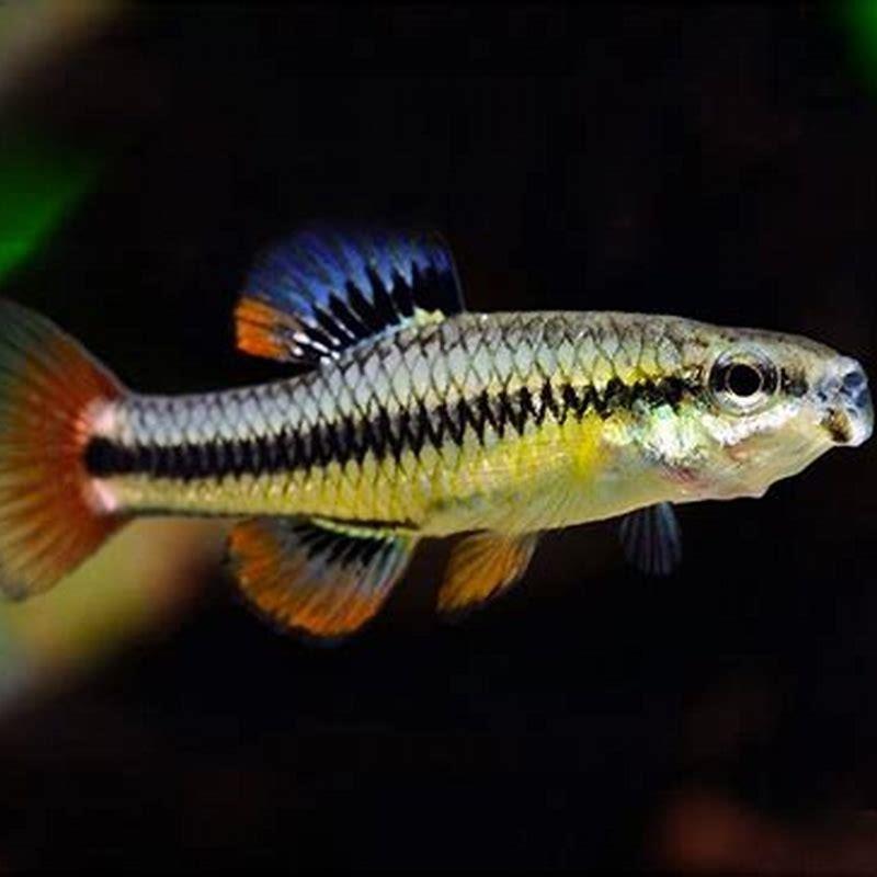 Are Lampeye Killifish Schooling Fish DIY Seattle are-lampeye-killifish-schooling-fish-diy-seattle