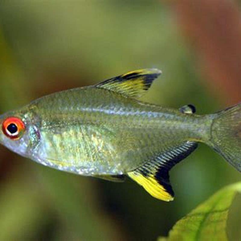 Are lemon tetras yellow?