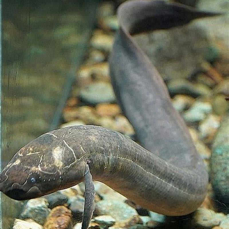 Are lungfish easy to keep?