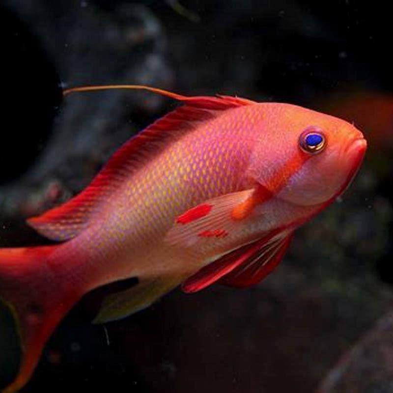 Are lyretail Anthias Reef Safe?