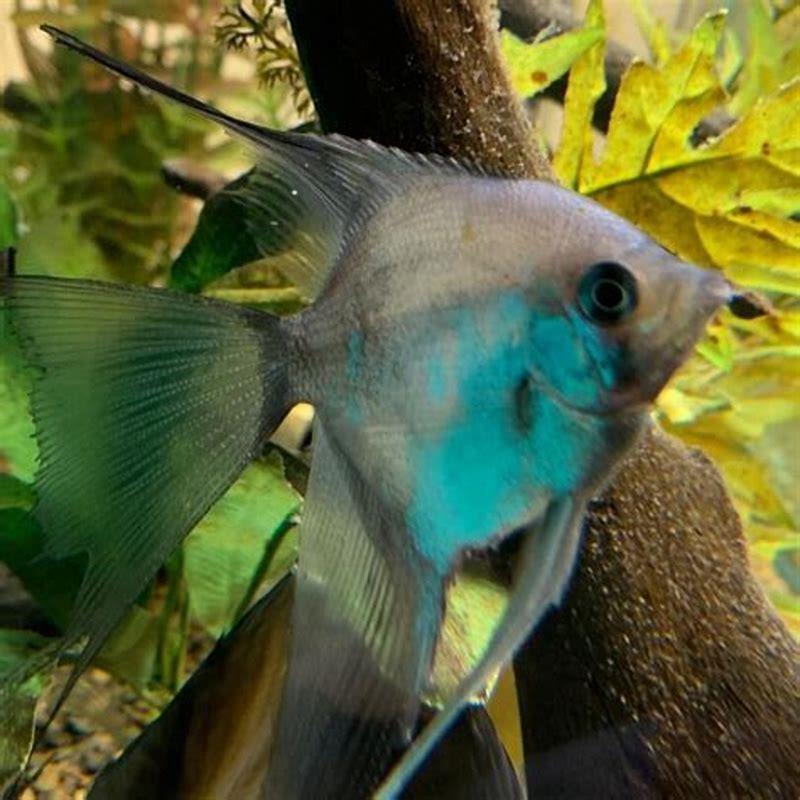 Are lyretail cichlids aggressive? - DIY Seattle