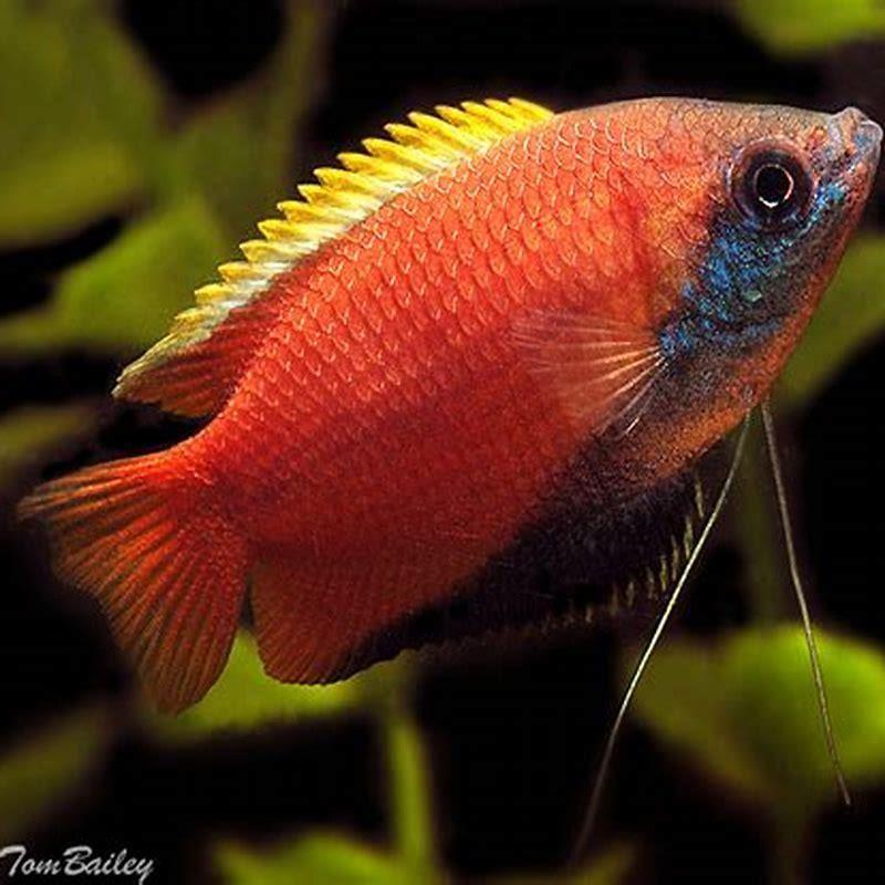 Are male honey gouramis aggressive?