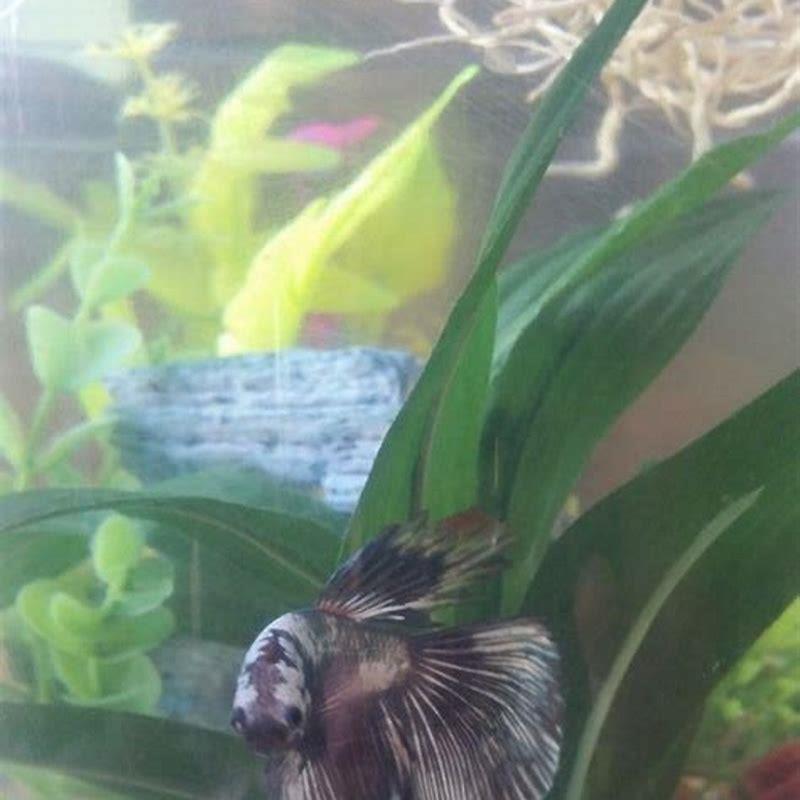 Are marbles safe for betta fish?