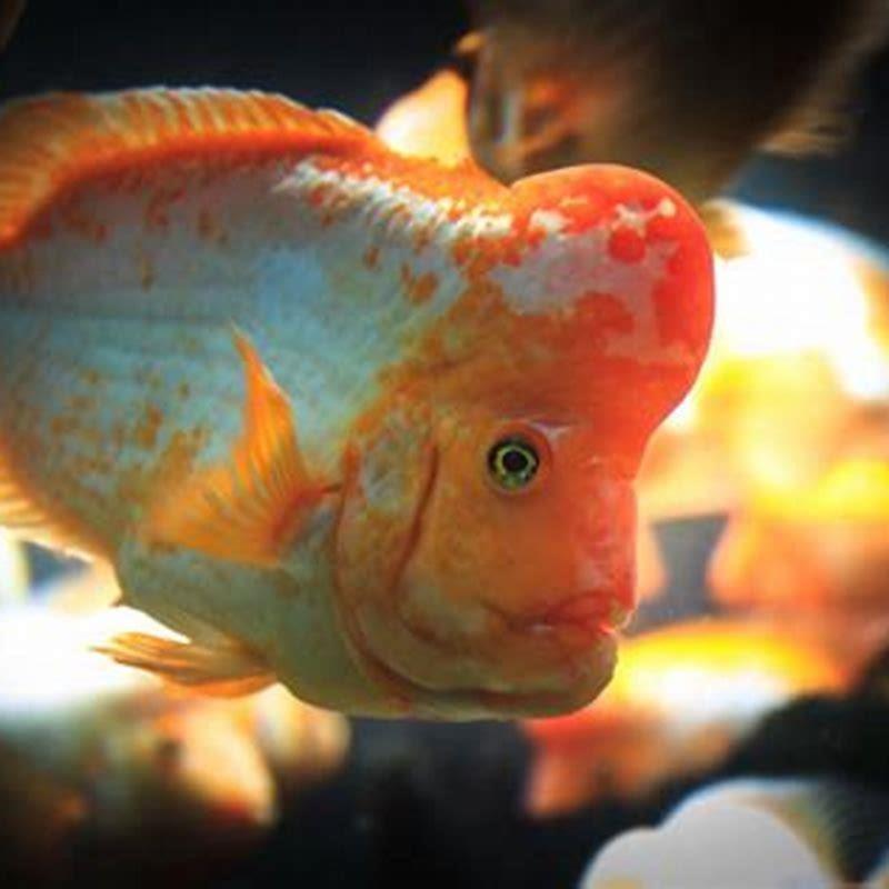 Are Midas cichlids aggressive?