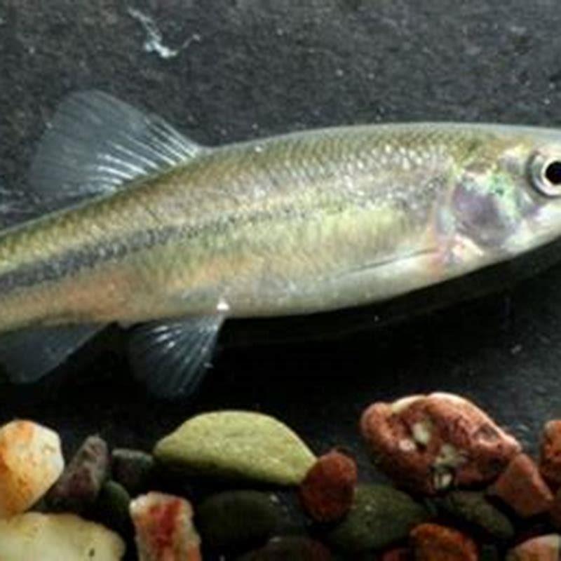 Are minnows good to eat? - DIY Seattle