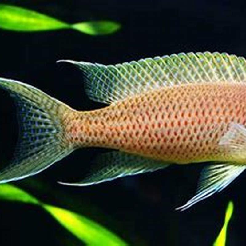 Are neolamprologus Brichardi aggressive?