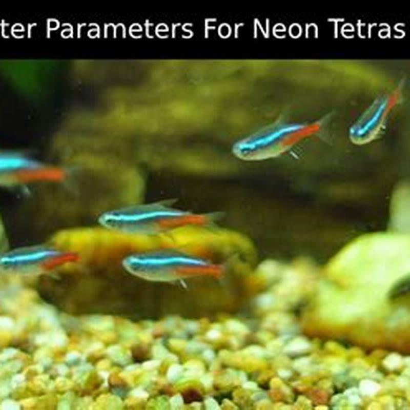 Are neon tetras good starter fish? - DIY Seattle