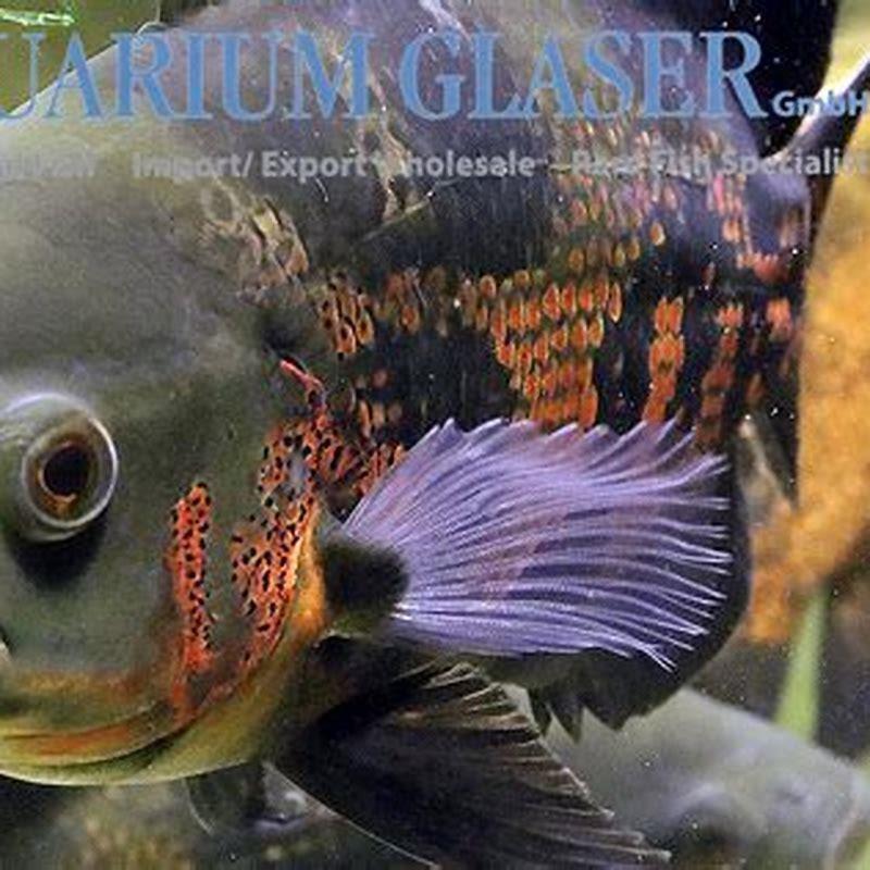 Are Oscars Good Beginner Fish DIY Seattle