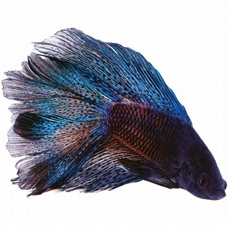 How Old Are Betta Fish In Pet Stores