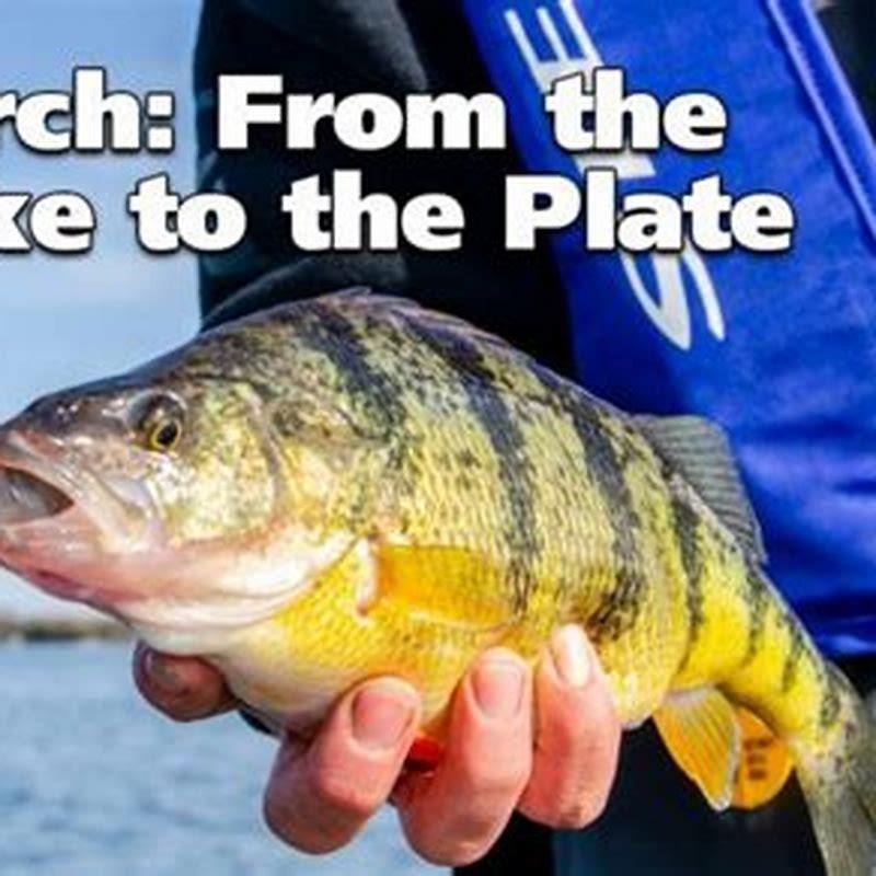 Are perch a good eating fish?