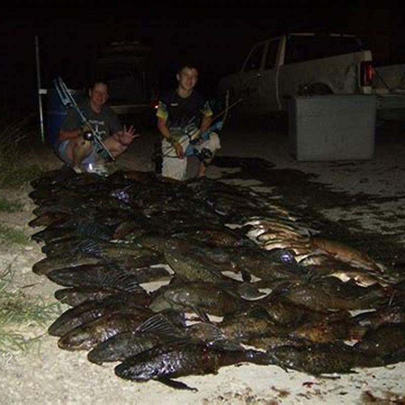 Are Pleco catfish invasive?