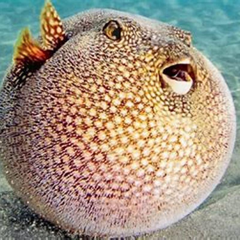 Are puffer fish poisonous to other fish?