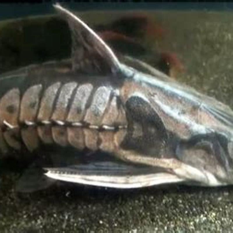 Are Raphael catfish territorial?