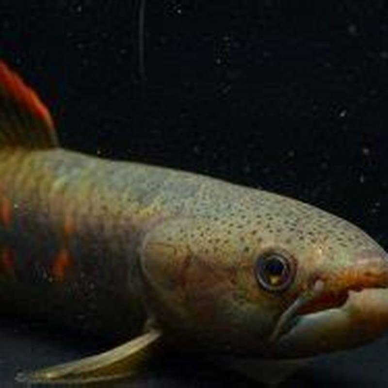 Are red wolf fish aggressive?