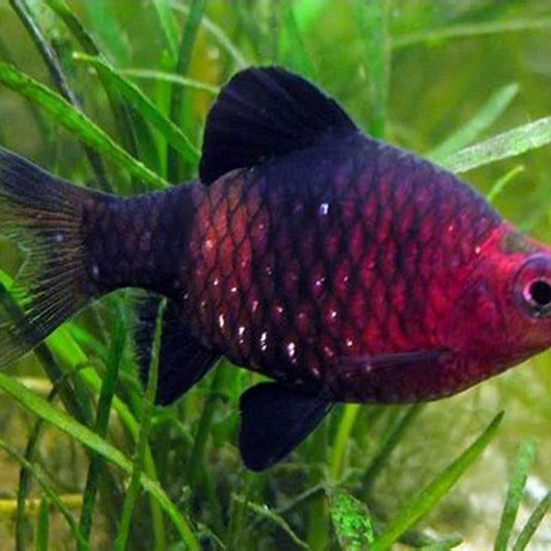 are-ruby-barbs-aggressive-diy-seattle