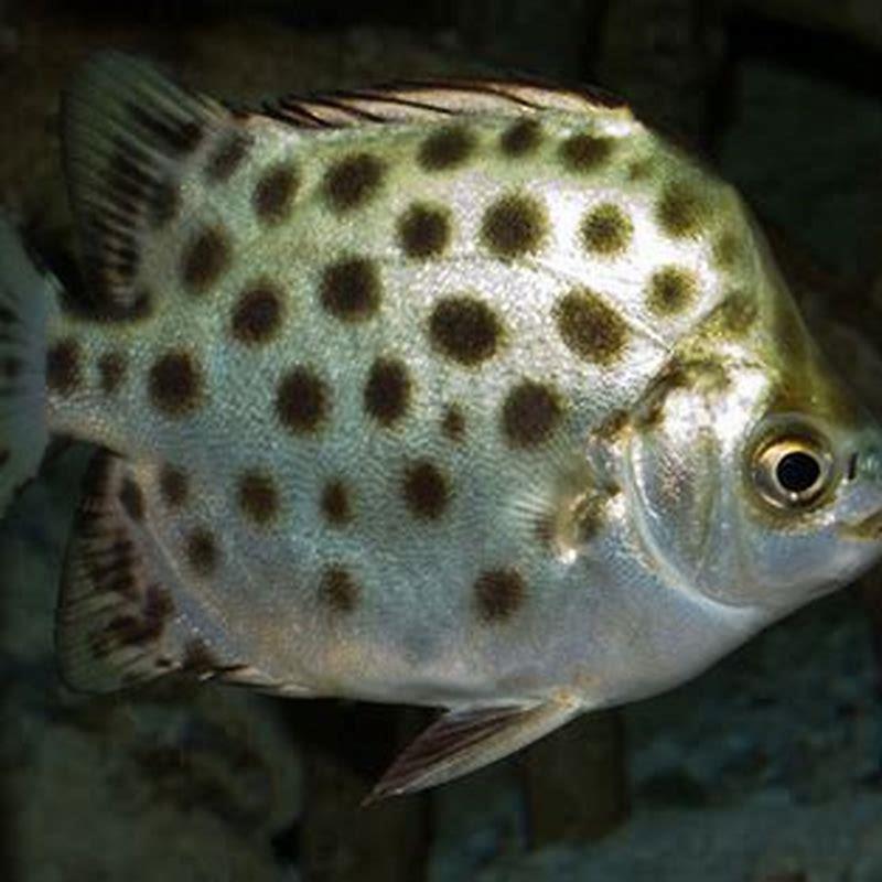 Are scats aggressive?