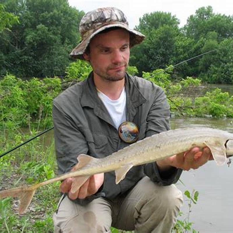 Are shovelnose sturgeon rare?