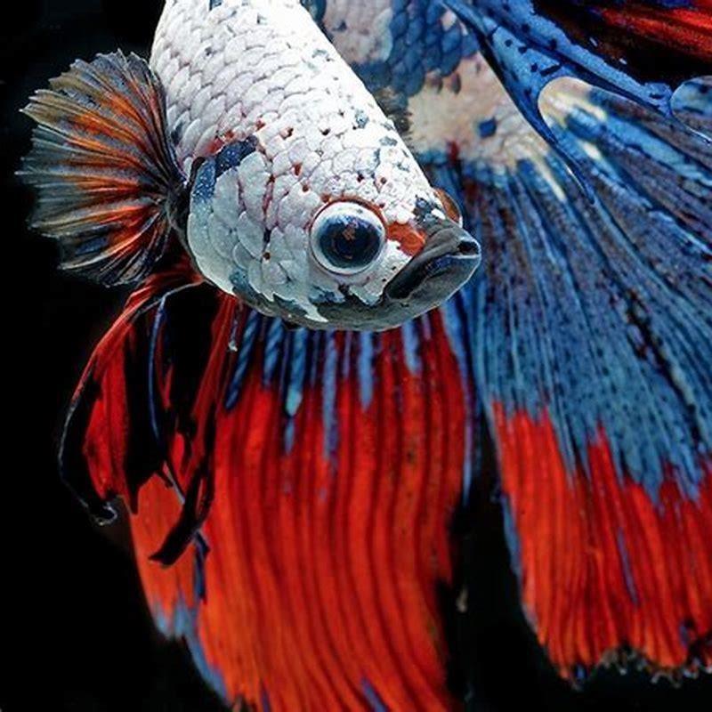 Are Siamese fighting fish rare?