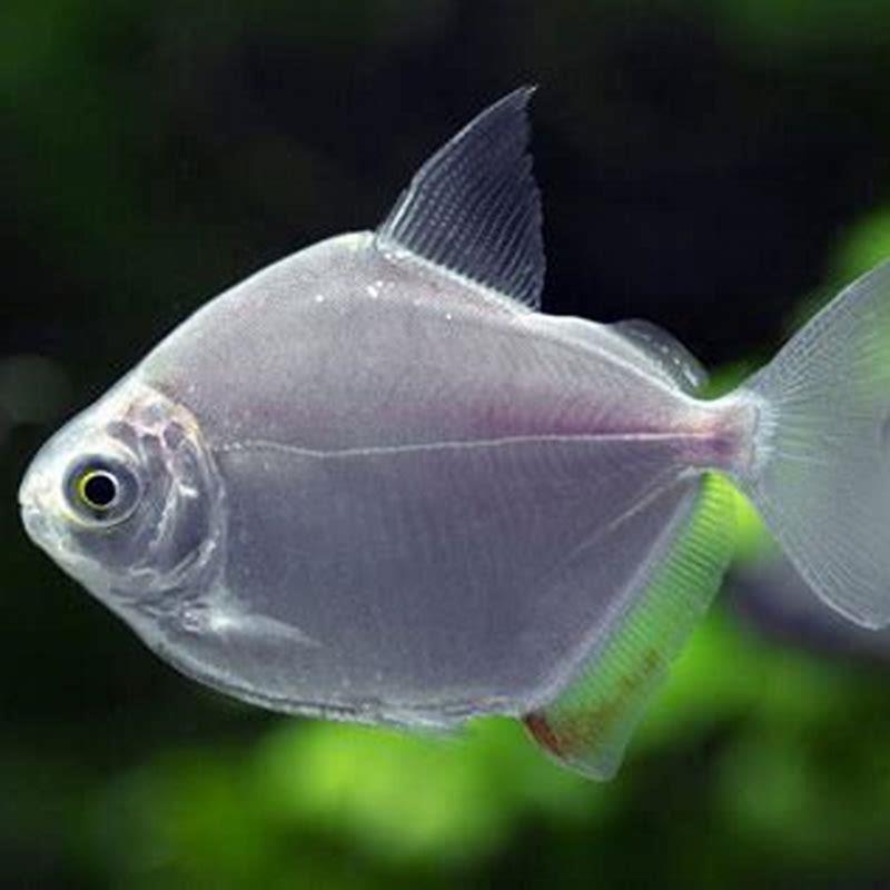 Are Silver Dollars good fish?