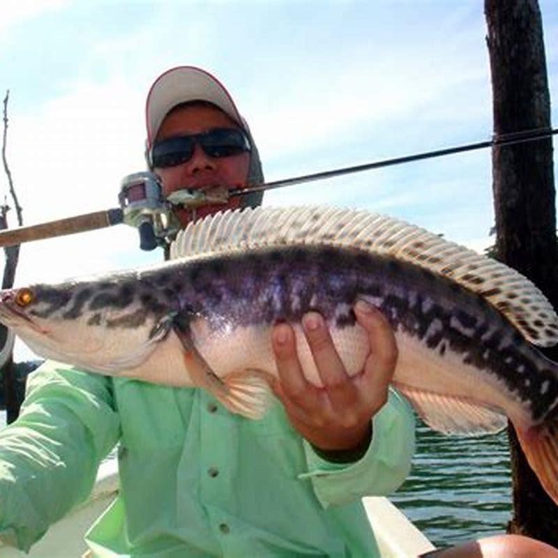 Are snakeheads aggressive?