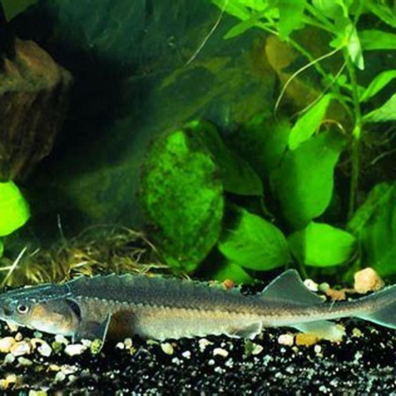 Are snakeheads cannibals?
