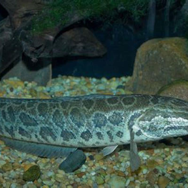 Are snakeheads easy to keep?