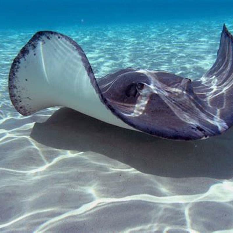 Are stingray fish poisonous?