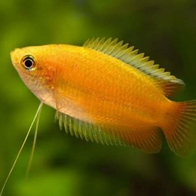 Are sunset gourami aggressive?