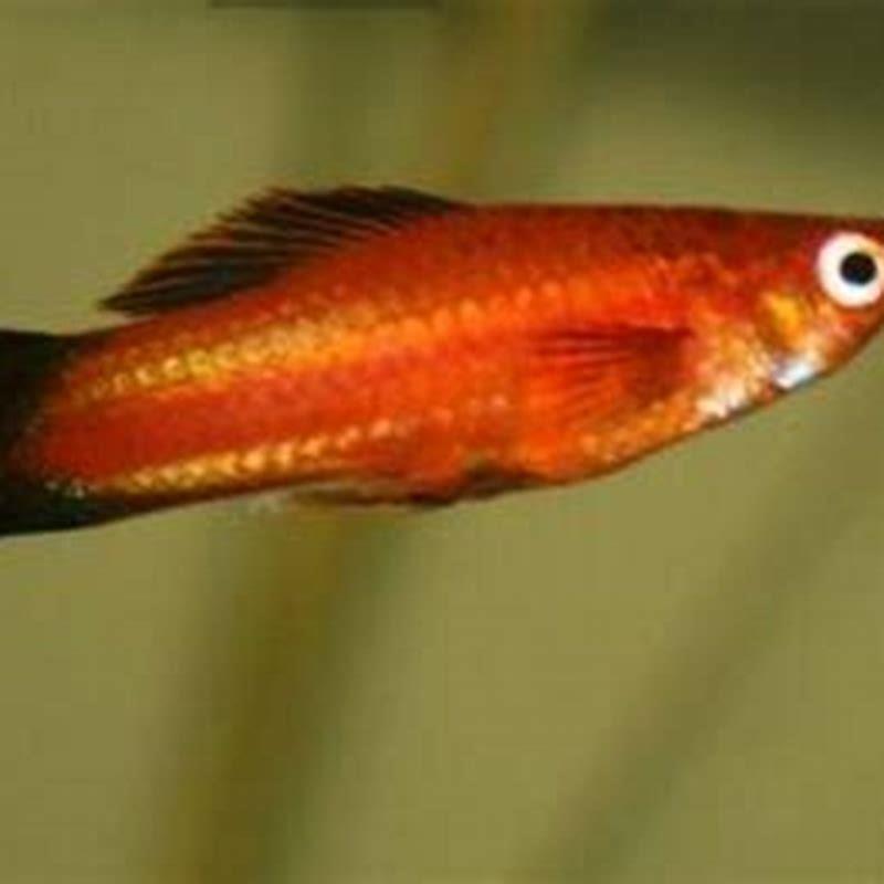Are swordtail platys aggressive?
