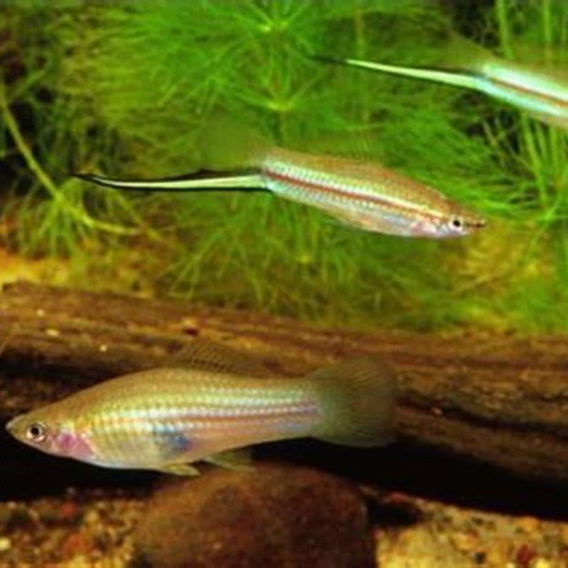 Are swordtails native to Australia?
