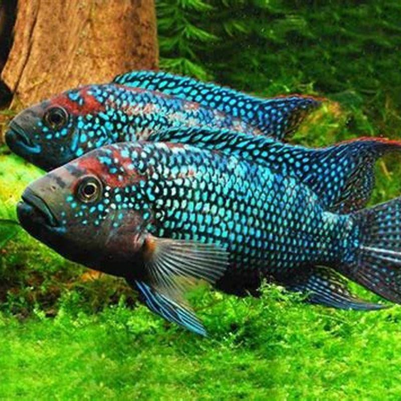 Are there any marine cichlids?