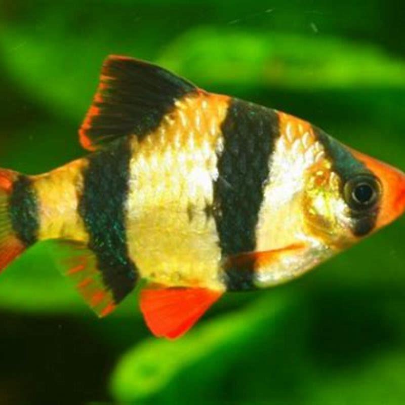 are-tiger-barbs-cichlids-diy-seattle